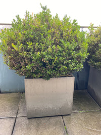 Buxus Pflanze Outdoor im Topf