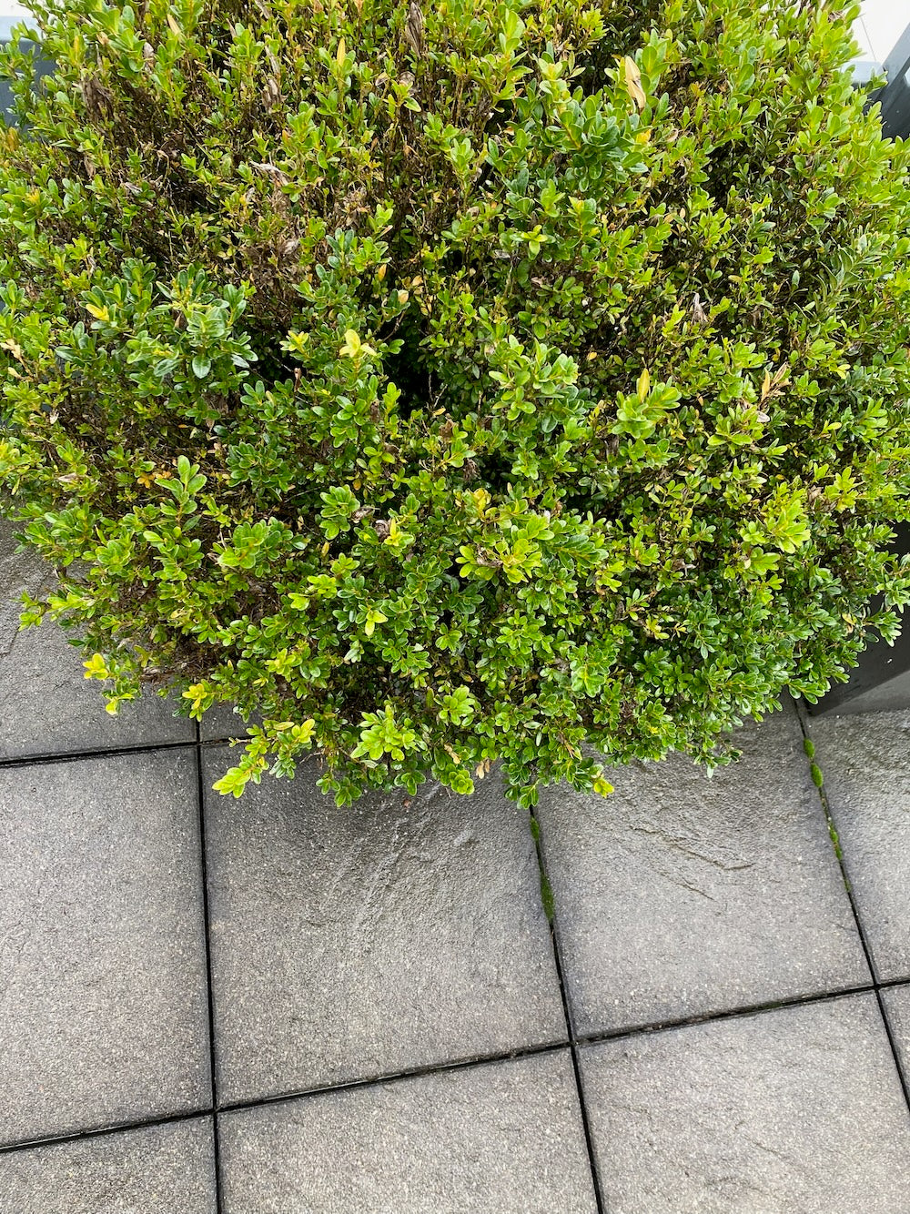 Buxus Pflanze Outdoor im Topf