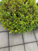 Buxus Pflanze Outdoor im Topf