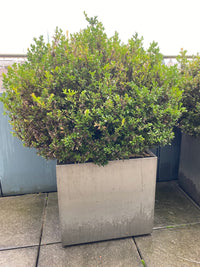 Buxus Pflanze Outdoor im Topf