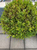 Buxus Pflanze Outdoor im Topf