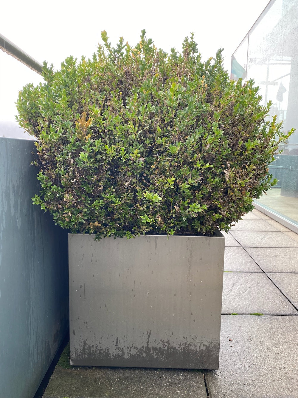 Buxus Pflanze Outdoor im Topf