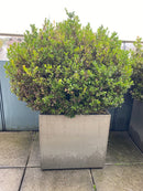 Buxus Pflanze Outdoor im Topf