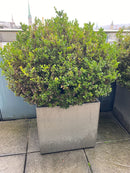 Buxus Pflanze Outdoor im Topf