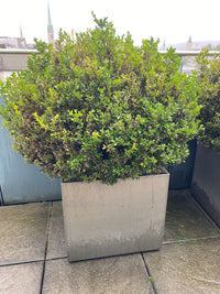 Buxus Pflanze Outdoor im Topf