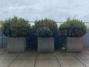 Buxus Pflanze Outdoor im Topf